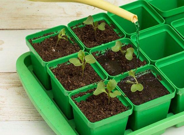Как посадить савойскую капусту на рассаду