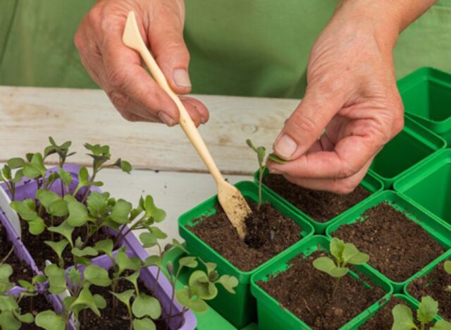 Как посадить савойскую капусту на рассаду