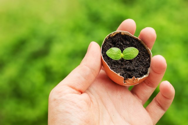 Как правильно употреблять яичную скорлупу — все о пользе для сада и огорода