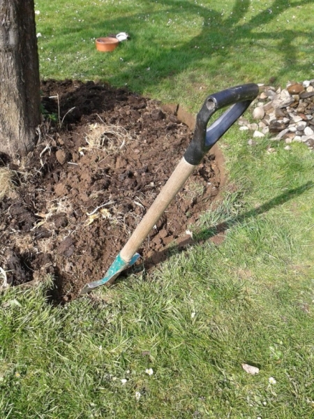 Нужно ли копать возле приствольных кругов плодовых деревьев?