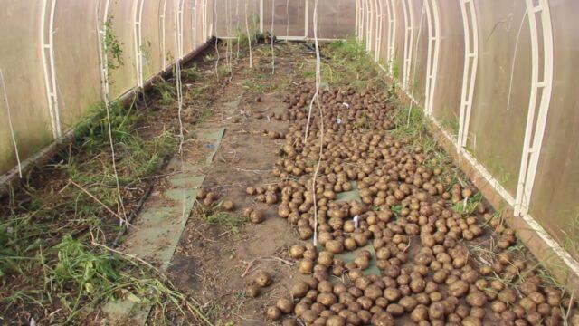 Посадка картофеля в теплице: зимой, в январе, фото