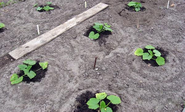 Правильная подкормка тыквы в открытом грунте: чем подкормить и когда удобрять