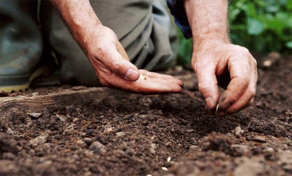 Правильное выращивание огурцов в открытом грунте: особенности ухода