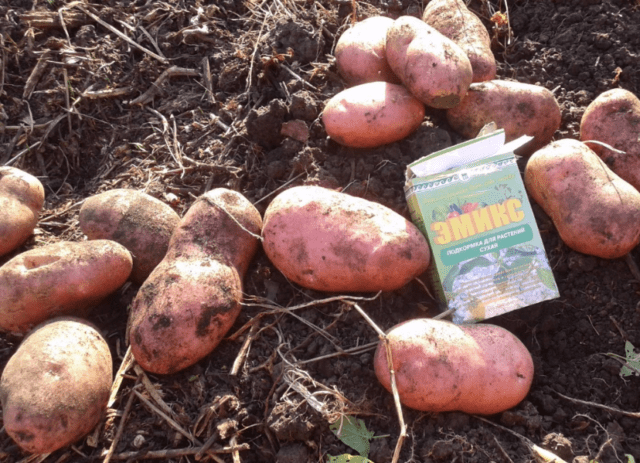 Сорт картофеля Уника: характеристика и описание, фото, отзывы
