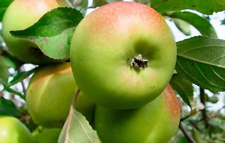 Сорта яблок — алфавитный список: фото и названия