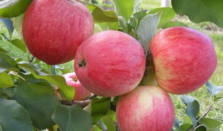 Сорта яблок — алфавитный список: фото и названия