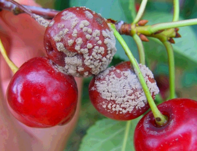 Вредители вишни и борьба с ними — фото насекомых