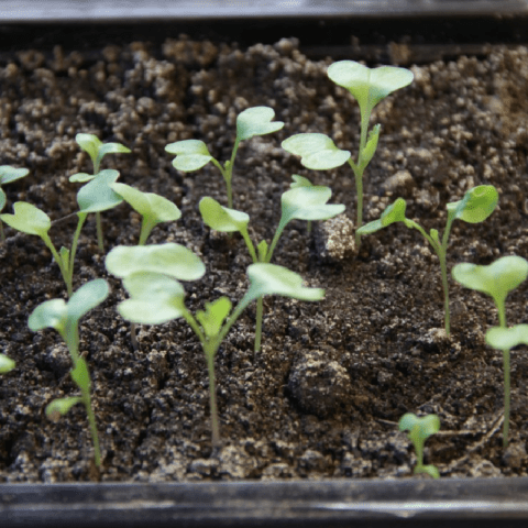 Выращивание брюссельской капусты из семян