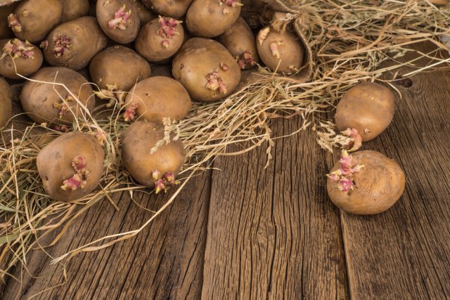 7 способов подготовить картофель к посадке