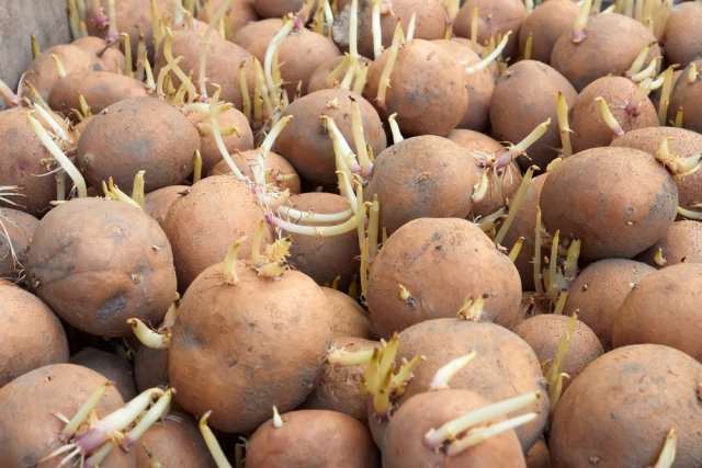 7 способов подготовить картофель к посадке