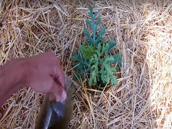 Чем подкормить арбузы и дыни, чтобы они быстрее росли