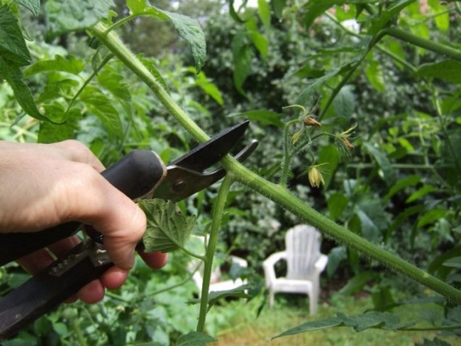 Как обрезать помидоры в открытом грунте?