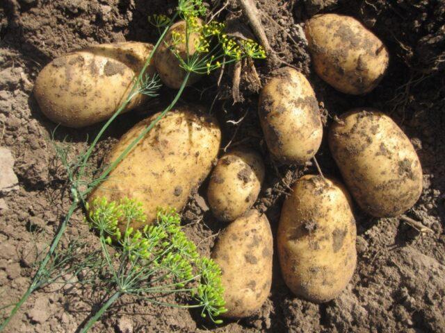Какие сорта картофеля самые рассыпчатые и вкусные