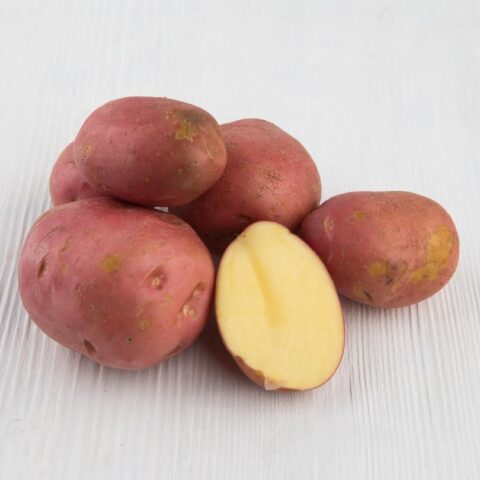Рак картофеля: фото, как выглядит, чем опасен для человека