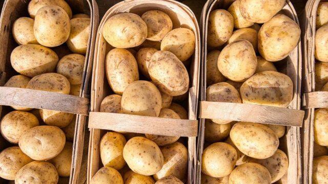 Сорт картофеля Вымпел: характеристика и описание, фото, отзывы