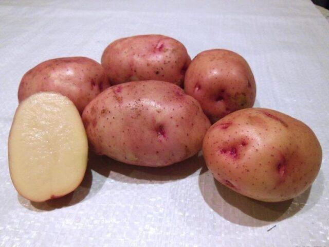 Сорта красного (или розового) картофеля с картинками и описанием