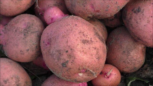 Сорта красного (или розового) картофеля с картинками и описанием