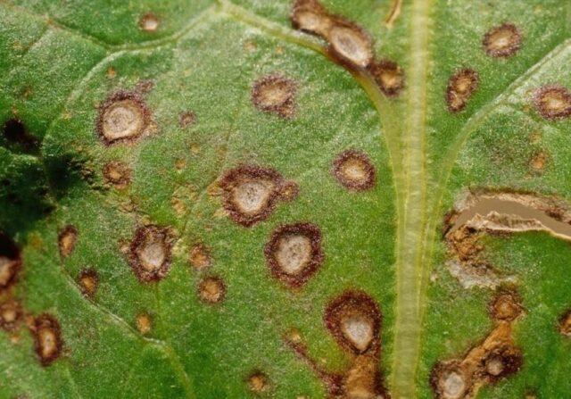 Баклажаны: болезни листьев в теплице весной