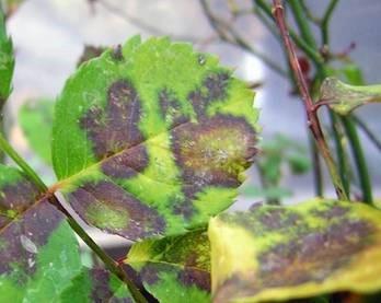 Баклажаны: болезни листьев в теплице весной