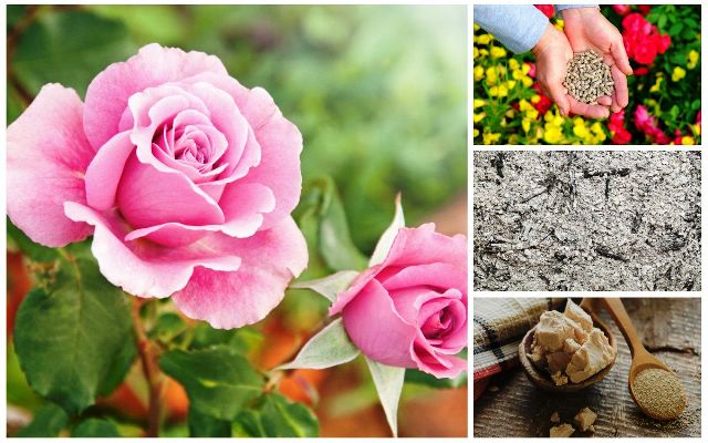 Чем подкормить розы для пышного цветения: лучшие средства, условия