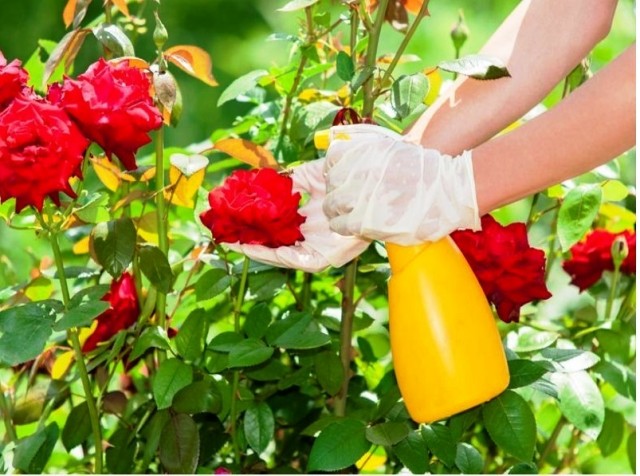 Чем подкормить розы для пышного цветения: лучшие средства, условия
