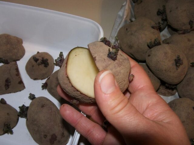 Какой картофель лучше сажать: крупный или мелкий