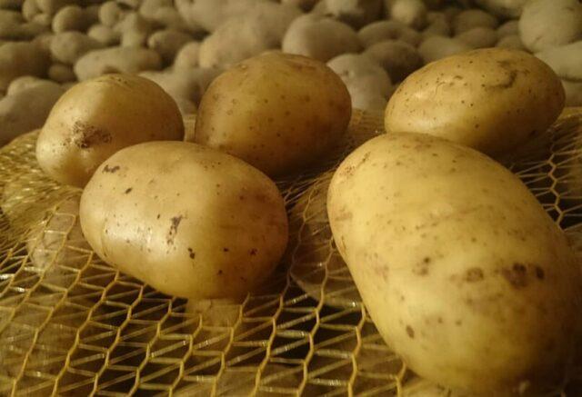 Лучшие сорта картофеля для песчаной почвы