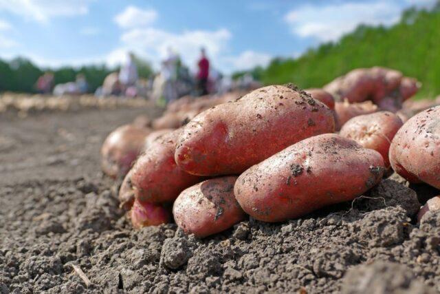 Лучшие сорта картофеля для песчаной почвы