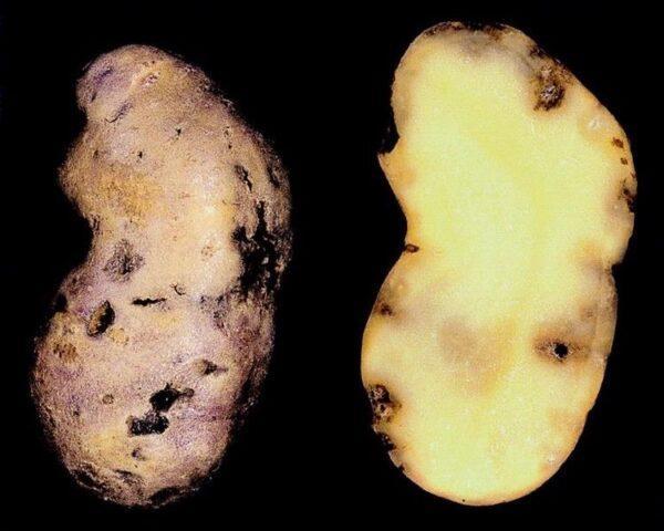 Почему картошка трескается в земле и становится некрасивой: фото, причины