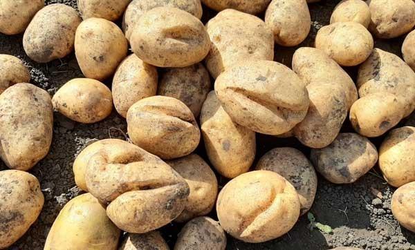 Почему картошка трескается в земле и становится некрасивой: фото, причины