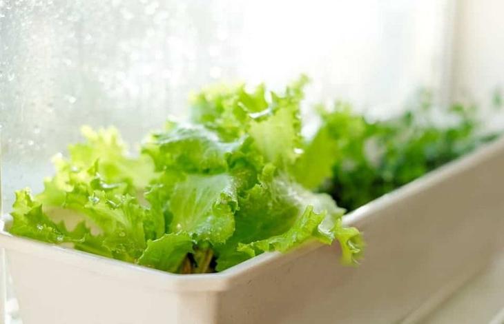 Правила выращивания салата на подоконнике и в саду