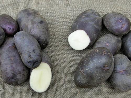 Сорт картофеля Чугунка: описание и характеристики, отзывы, фото