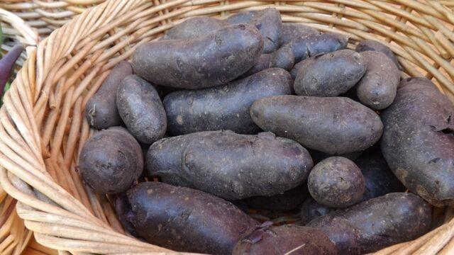 Сорт картофеля Чугунка: описание и характеристики, отзывы, фото