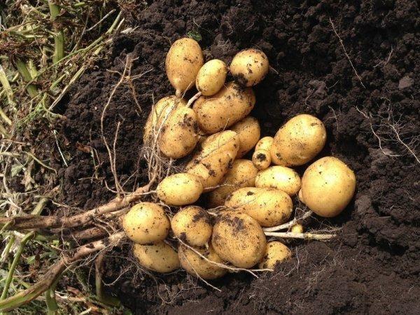 Сорт картофеля Фелокс: описание и характеристика, отзывы, фото