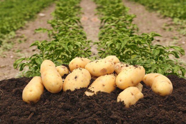 Сорт картофеля Фелокс: описание и характеристика, отзывы, фото