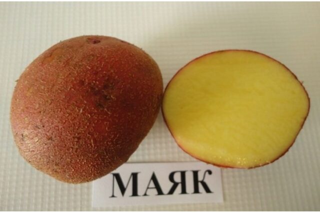 Сорт картофеля Маяк: характеристика и описание, фото, отзывы