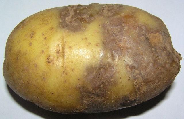 Картофель сорта Нандина: характеристика, отзывы, фото