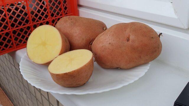 Сорт картофеля Свитанок Киев: характеристика и описание, фото, отзывы