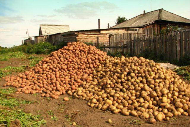 Кормовые сорта картофеля