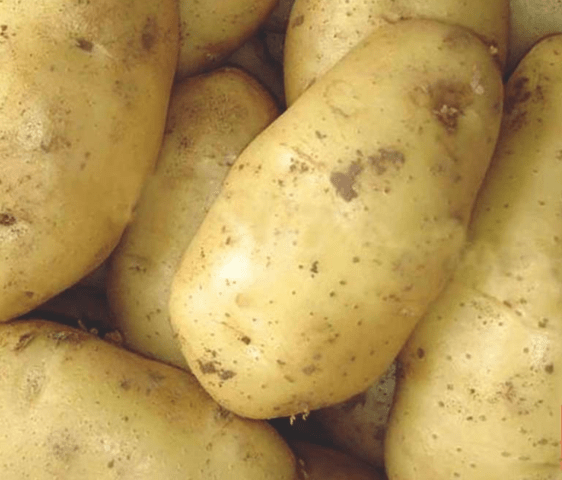 Какой картофель посадить в ленинградской области