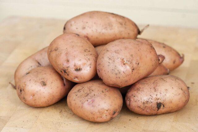 Какой картофель посадить в ленинградской области