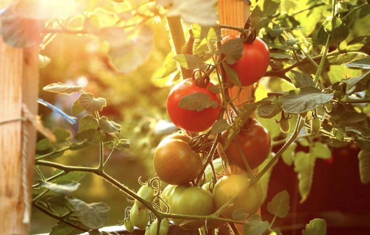 Календарь посадки томатов в теплице и открытом грунте на май 2022 года