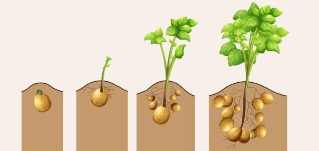 Картофель сажают ростками вверх или вниз