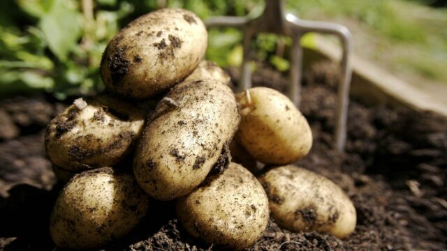 Лучшие сорта картофеля для Черноземья с фото
