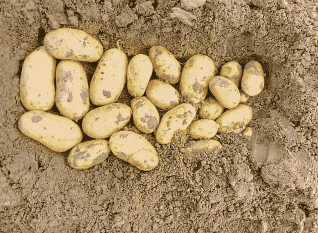 Лучшие сорта картофеля для Южного и Среднего Урала: отзывы, фото