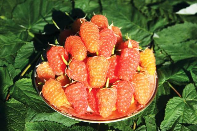 Лучшие сорта малины на 2022 год ТОП 21: самые вкусные, сладкие, сочные, рейтинг