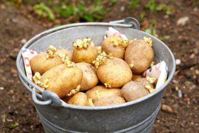 Сорт картофеля Армада: характеристика и отзывы