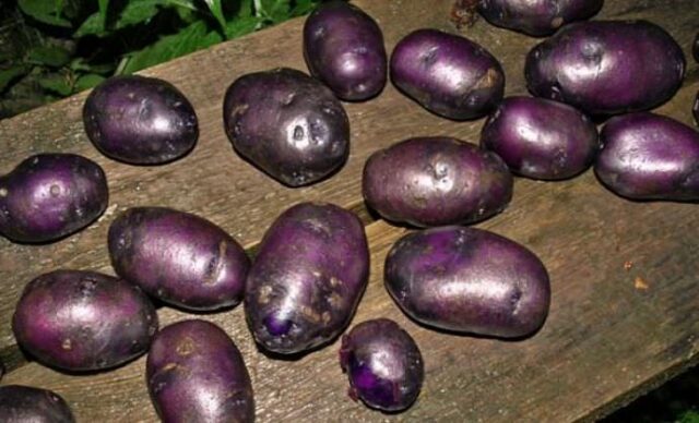 Сорт картофеля Цыганка: характеристика и описание, фото, отзывы