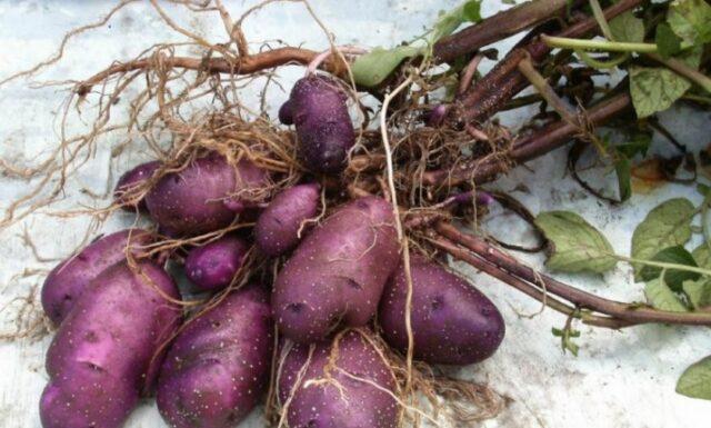 Сорт картофеля Цыганка: характеристика и описание, фото, отзывы