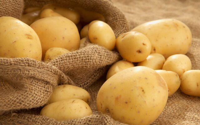 Сорт картофеля Крепыш: описание и характеристики, фото, отзывы